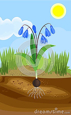 General view of Siberian squill or Scilla siberica plant Vector Illustration